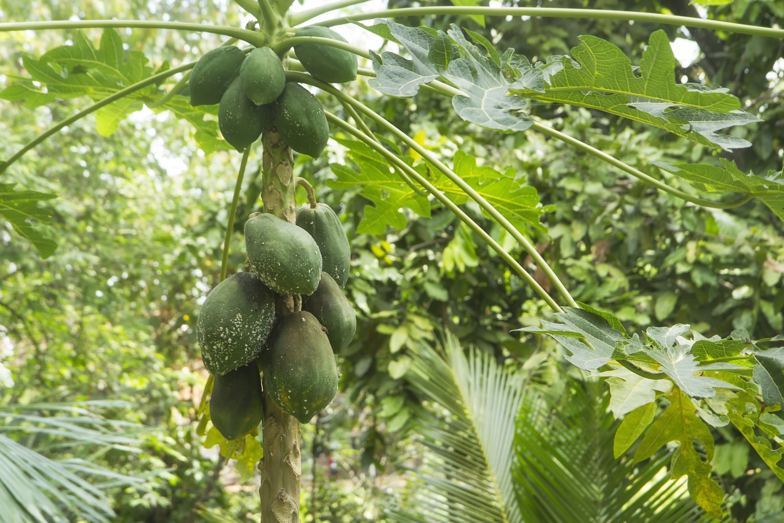 Papaya die Superfrucht